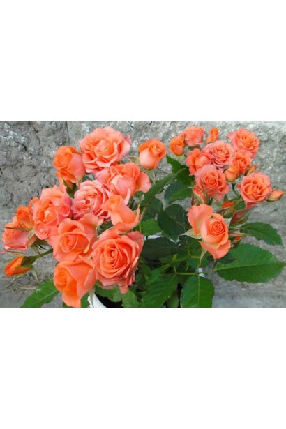 Мініатюрна троянда ’Оранж Бейбі’